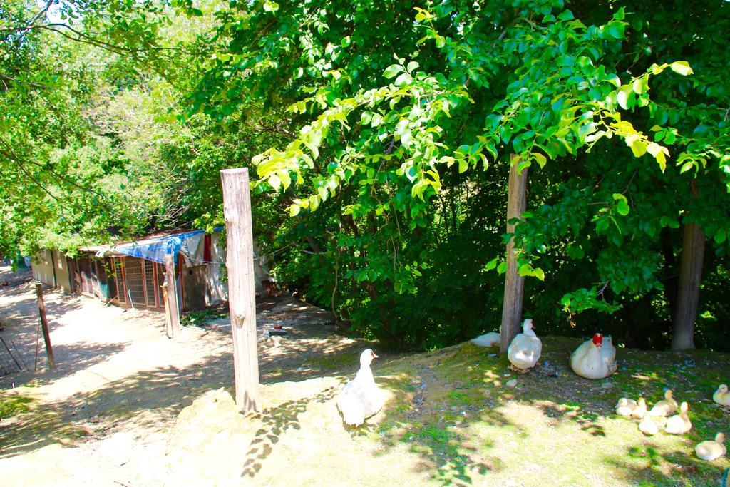 Agriturismo Biologico Villa Rosa Monte Guiduccio Ngoại thất bức ảnh