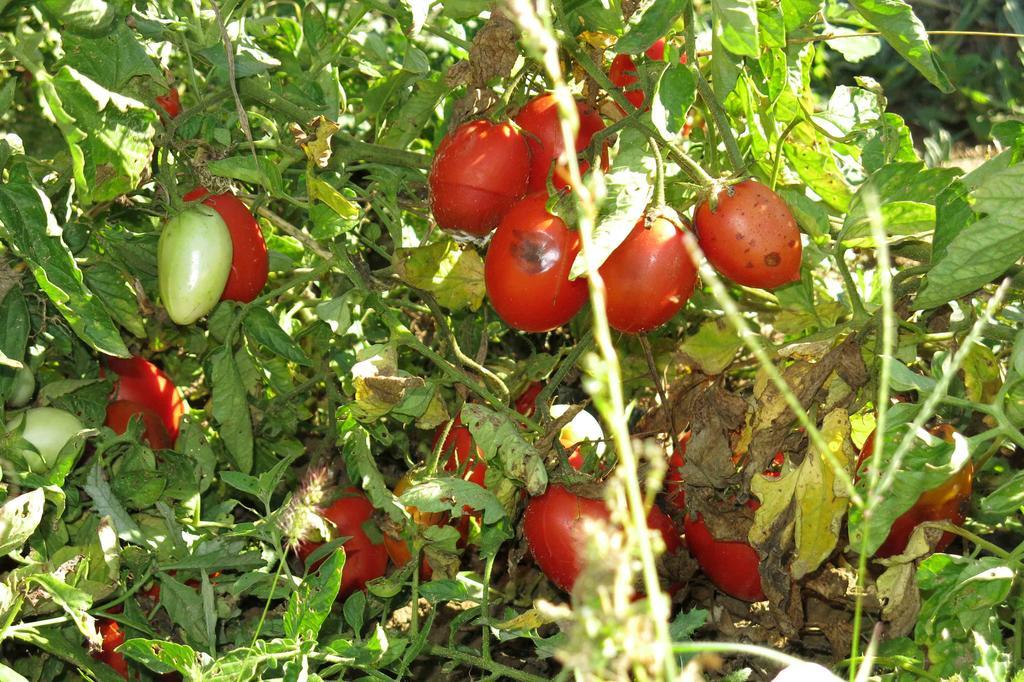 Agriturismo Biologico Villa Rosa Monte Guiduccio Ngoại thất bức ảnh